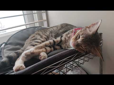 cute cat dozing off