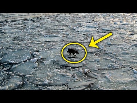 This Sailors Notices Strange Creature On An Ice Floe - Then Starting Plan To Rescue It