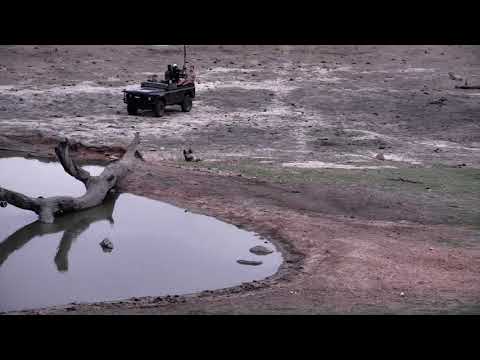 Djuma: Wild Dogs at Djuma/Vuyatela Pan-Pt:2 - 05:20 - 11/21/18