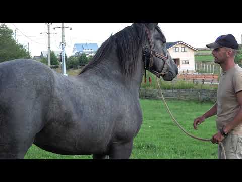 Armasarul lui Marius de la Marisel, Cluj - 2023 Nou!!!