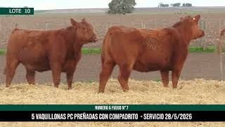 5 Vaquillonas PC Preñadas - Los Choles - Plaza Ganadera