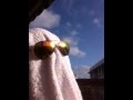 T-Man Rocking to Heartbreak Suzie
