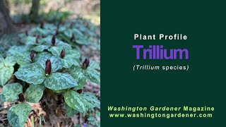 Trillium Plant Profile