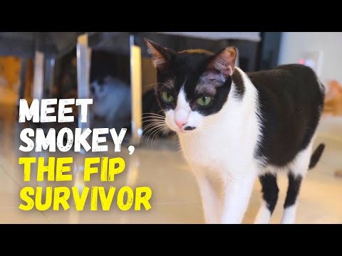 Meet Smokey: Our Wet FIP Warrior Cat Survivor (Treatment Info In The Description)