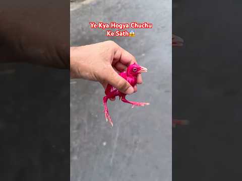 Colourful Chick Barish Main Doob Gya😱 #colorfulchickens #chicks #babychicks #chicks #shorts