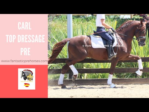 CARL - TOP DRESSAGE PRE SHOWN GOLD MEDALLIST
