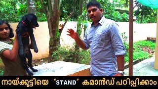 dog training : " STAND"  Malayalam : kerala dog training : വളര്‍ത്തു നായയെ പരിശീലിപ്പിക്കാം