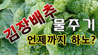 [텃밭농부.852]  김장배추 물주기 언제까지 하노? #김장배추재배