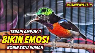 Download lagu PANCINGAN KONIN GACOR FULL ISIAN ROLL TEMBAK !! MASTERAN KOLIBRI NINJA BAHAN AGAR CEPAT EMOSI mp3
