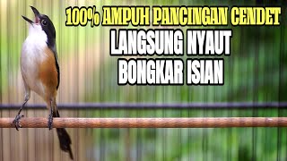 Download lagu SUARA BURUNG CENDET GACOR FULL TEMBAKAN BONGKAR ISIAN MEWAH MATERI KEKINIAN mp3 Download lagu SUARA BURUNG CENDET GACOR FULL TEMBAKAN BONGKAR ISIAN MEWAH MATERI KEKINIAN mp3