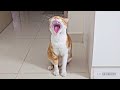 Orange Cat Meowing
