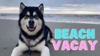 Preparing for a Dog Beach Vacation