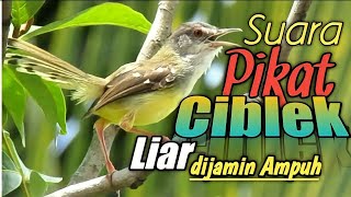 Download lagu SUARA PIKAT CIBLEK LIAR....dijamin AMPUH@GaleryKicau21 mp3 Download lagu SUARA PIKAT CIBLEK LIAR....dijamin AMPUH@GaleryKicau21 mp3