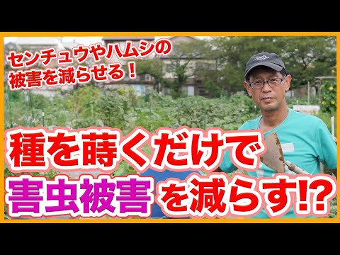 冬を越す前にキョウチクトウを害虫から治療する必要がありますか?  庭園
