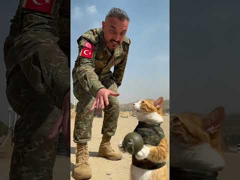 Sakar Asker Kedi Görev Başında! 🫡 #funny