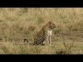 Wildebeest V Leopard