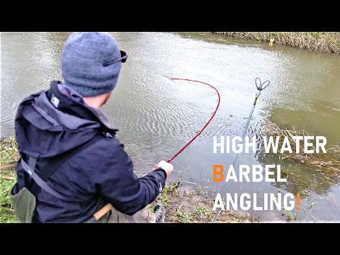 High Water Barbel Fishing - ROD BENT DOUBLE! - Winter Fishing