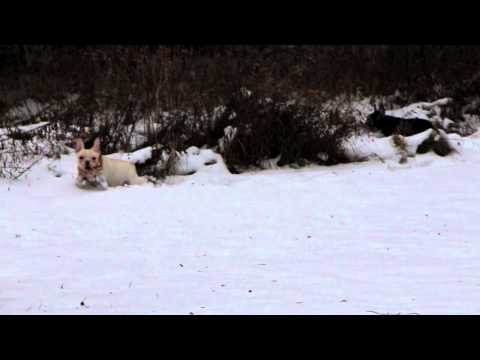 download lagu mp3 mp4 French Bulldog Christmas Cards, download lagu French Bulldog Christmas Cards gratis, unduh video klip French Bulldog Christmas Cards