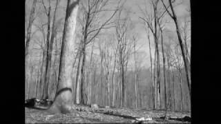 COMITY //  Timelapse Trailer