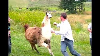videos de risa los animales atacan