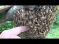 Sticking HAND into BEEHIVE!!! - Town and Country Pest Solutions Inc. Sticking HAND into BEEHIVE!!!