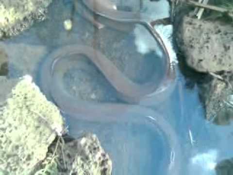 River Eel 7 meters long!