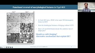 LRD Seminar: Triglyceride Cycling in Adipocytes