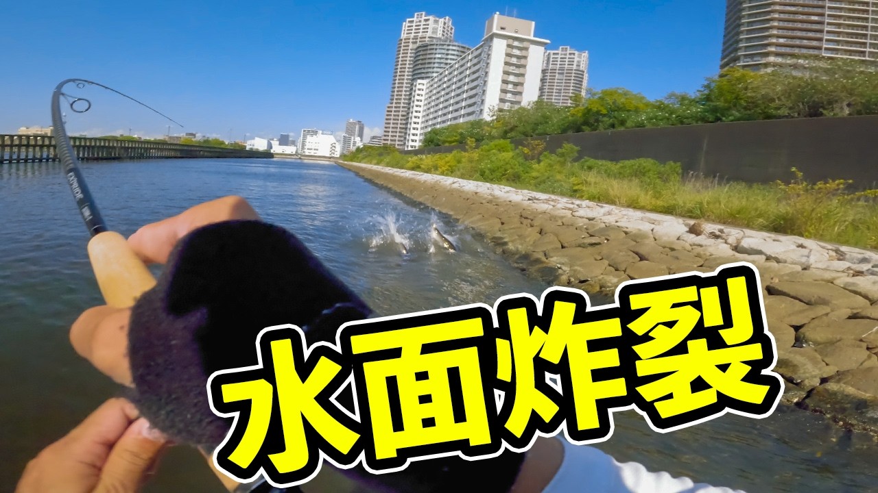 在繁華都市用水面系路亞黑鯛的一天！