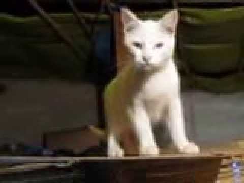 KUTIKA Gata albina (videoII)