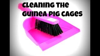 Cleaning The Guinea Pig Cages