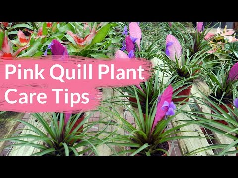, title : 'Pink Quill Plant Care Tips: The Tillandsia with The Big Bloom / Joy Us Garden