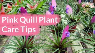 Pink Quill Plant Care Tips: The Tillandsia with The Big Bloom / Joy Us Garden