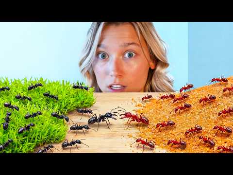 1,000 Ants vs. 1,000 Ants (Rich vs. Poor)