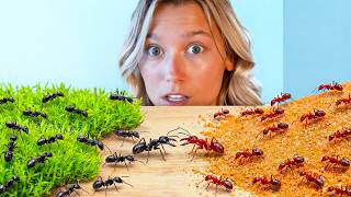 1,000 Ants vs. 1,000 Ants (Rich vs. Poor)