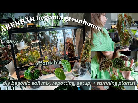 🌿 ikea akerbar diy begonia greenhouse 🌿 setup, repotting terrarium begonia, + more!