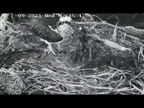 Port_Lincoln Osprey | Bad morning for chick | Big brother's attack | Siblings rivalry | 29.09.2021