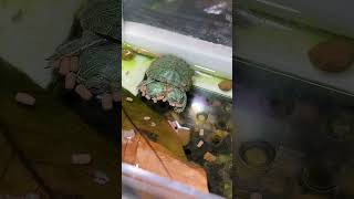 Garoto Gentil Criou uma Tartaruga de Duas Cabeças 🐢❤️
