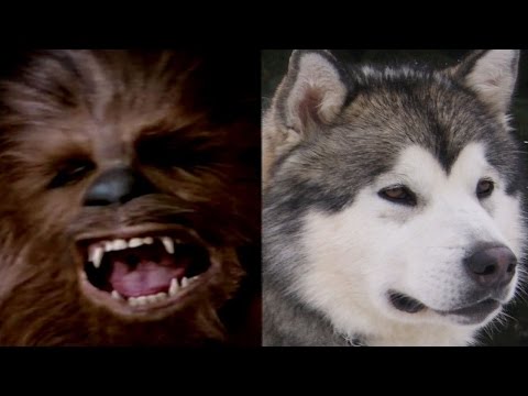 Star Wars for 100 Days - Chewbacca's Origins!