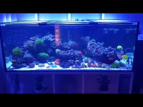 720l saltwater aquarium almost a year in