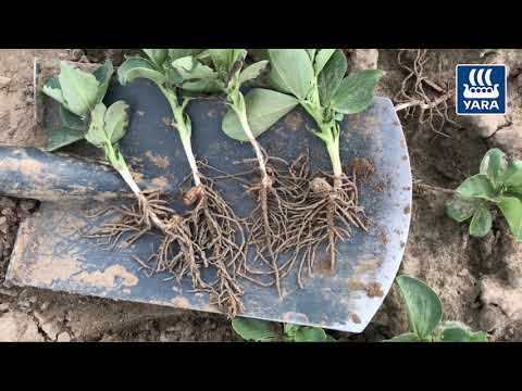 Yara Fachberatung: Ackerbohnen richtig düngen