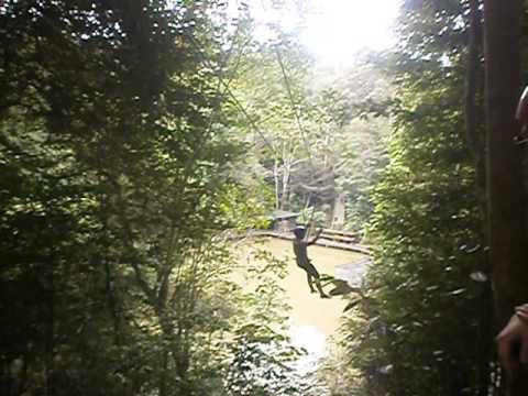 Rainforest - Flying Fox