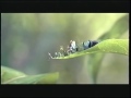 A Bugs Life Movie Trailer