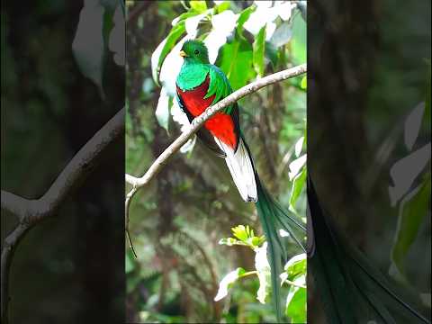 Quetzal en Guatemala #natgeowild #nature #quetzal #guatemala