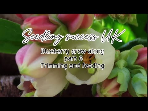 UK Blueberries: Pruning & Feeding for Best Harvest