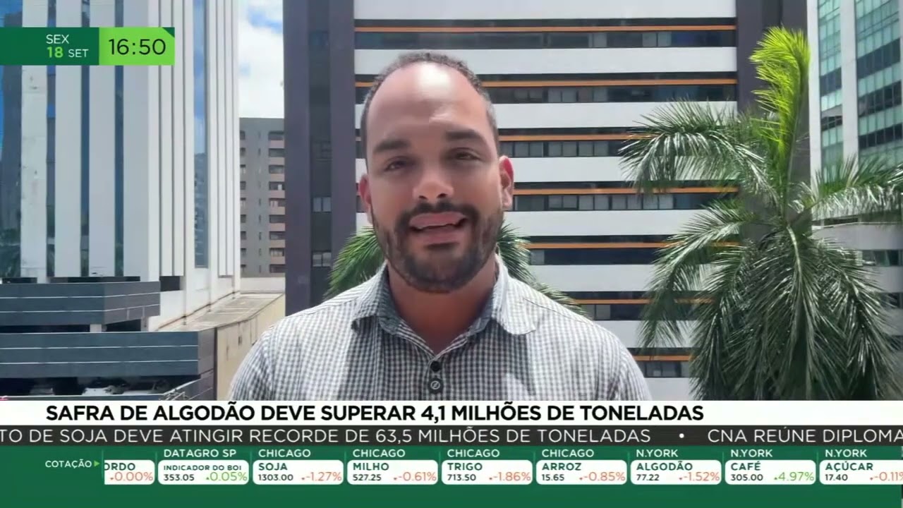 Safra de algodão deve superar 4,1 milhões de toneladas