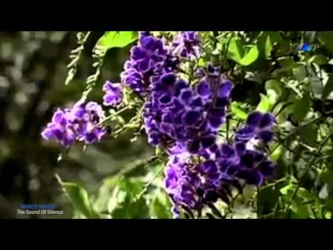 ♡ The Sound Of Silence (Amazing PanFlute)