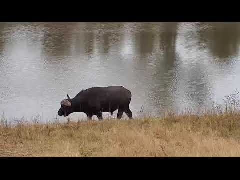 Djuma: Lone African Buffalo - 16:26 - 07/23/20