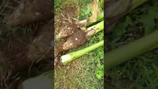 Download lagu Arrowroot for breakfast.. the better way to kick start your morning mp3