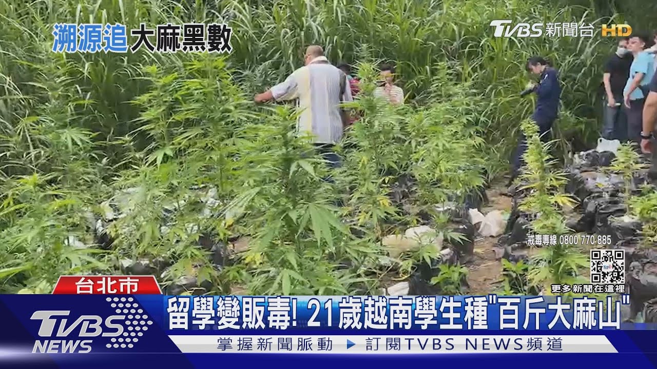 留學變販毒! 21歲越南學生種「百斤大麻山」