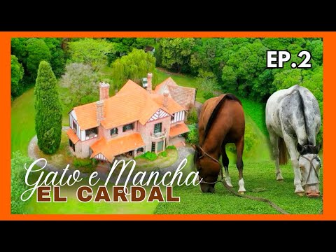 GATO E MANCHA:  Cavalos crioulos lendários que há 100 anos  foram  da Argentina à Nova York